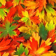 ������, 60 ���, ���������