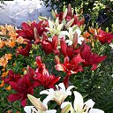 ���� �����, �����, 61 ��� - ��������� 27 ������� 2023 � ������ ���� ����������