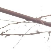 �����, 49 ���, ���������