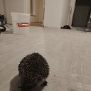 ���� ����, �����-���������, 36 ��� - ��������� 29 ��� 2025 � ������ ���� ����������