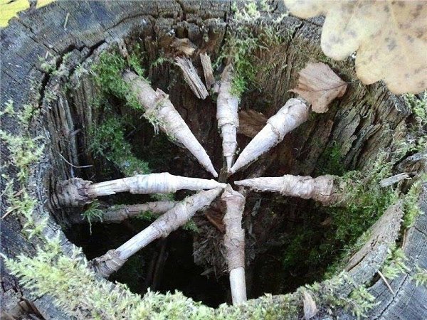 Hа фотографии eловый пень, сердцевина которого превратилась в труху. А оcтрые «когти» — это еловые ...