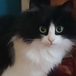 Vera, �����, 76 ���