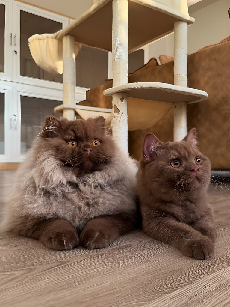 Это не котик, а медвежонок - 4