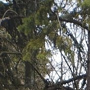 , 51 , 