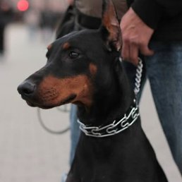 ������, ����, 39 ���