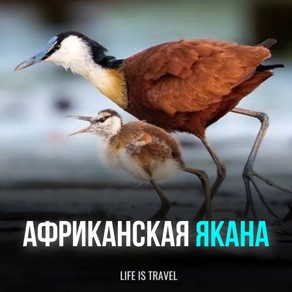 Интересно, что птенцы африканской яканы вылупляются уже очень развитыми. Они сразу после вылупления ...