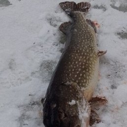 ���� ������, �������, 55 ��� - ��������� 29 ������ 2025