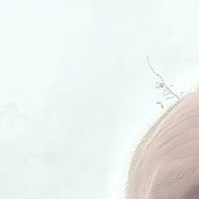 �������, 42 ����, ������