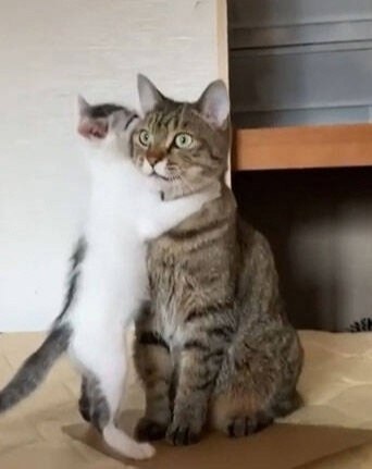   ,     )))