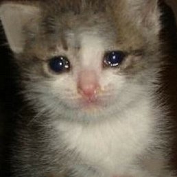 ������, �����������-��-�����, 24 ����