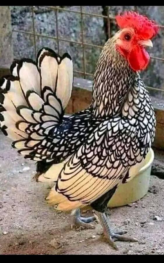 :)   ...  ...,   (. bantam),   ...