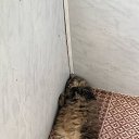 ���� ����� ������ �������� �� ������� ���� ��������