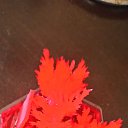 ���� �������, ������-����, 63 ���� - ��������� 24 ���� 2024