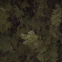 �����, �������, 47 ���