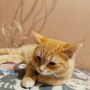 ���� �����, ������, 36 ��� - ��������� 18 ������ 2023 � ������ ���� ����������