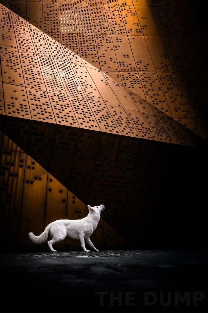  . Dog Photography Awards 2024  ,     ... - 4