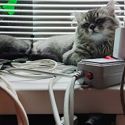 �����, 43 ����, ���������