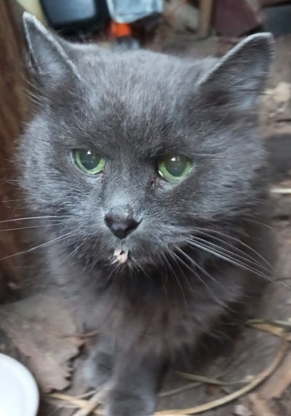 .  ,  ,  ,     .     ... - 4