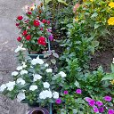 ���� ������, ����������, 57 ��� - ��������� 5 ����� 2025 � ������ ���� ����������