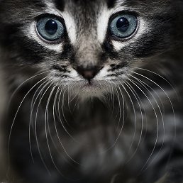 �����, �����������, 49 ���