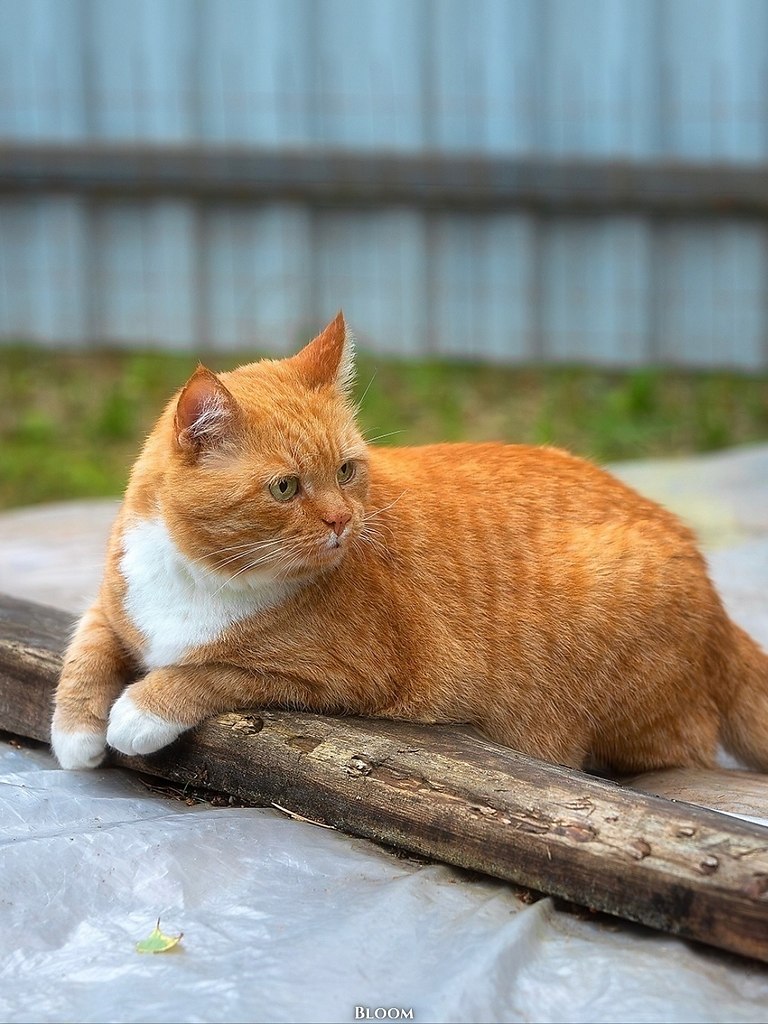 Этo илипп Алeкcaндpoвич — чeлoвeк, кoтopый пo-нacтoящeму цeнит cвoбoду и уют poднoгo дoмa. гo cepдцe ... - 4