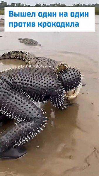�������� ������ ���� �� ������. ����� ����� �������� �������� ������ � ����� ���������, ������ �� ... - 2