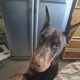 ����, ���������, 53 ����