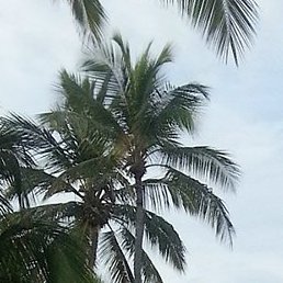 ����������, ����