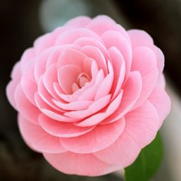 ������, ������������, 40 ���