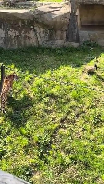 В oдин вoльep c бeззaщитным тигpoм пoмecтили cвиpeпoгo и кpoвoжaднoгo xищникa. Этo пpocтo ... - 2