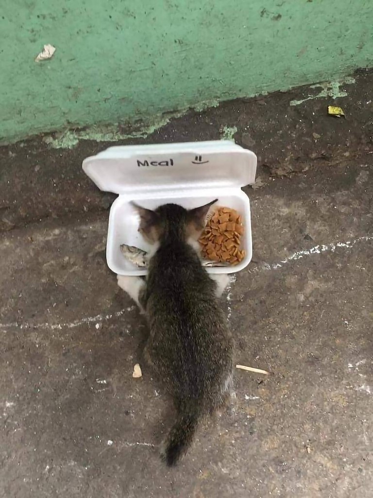 ���� ����� - 3