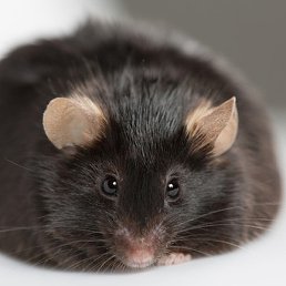 �������, ����, 56 ���