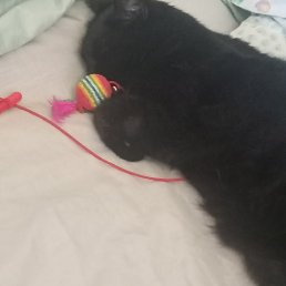 ����, ���������