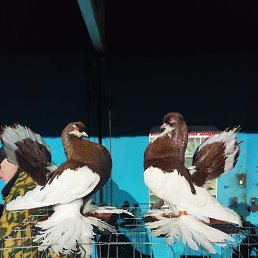 ������, ������, 40 ���