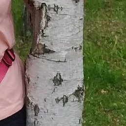 �����, �����������, 59 ���