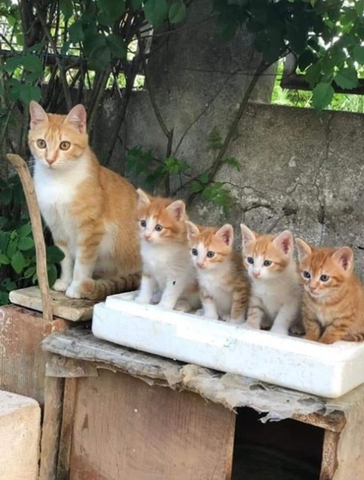  )