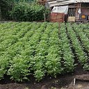  , , 51  -  26  2024   24  !!!!!!!!!!!!!!