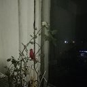 ���� ����, ����, 31 ��� - ��������� 21 ������ 2025 � ������ ������ ���������� ����ۻ