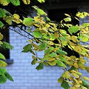 ���� Vidas, ��������, 64 ���� - ��������� 15 ������� 2025 � ������ ������ ��������