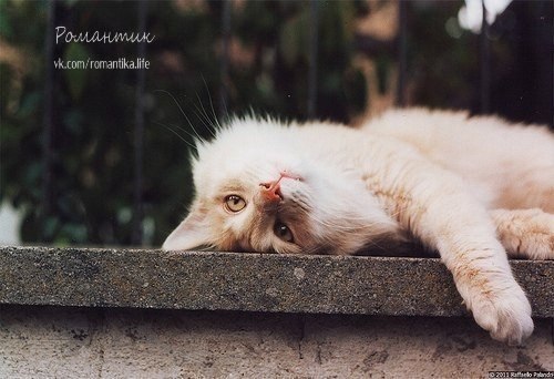 Для адекватной самооценки человеку нужна собака, которая будет его обожать и кошка,которая будет его ...