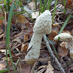 ����, �����������, 61 ���