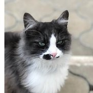 ��, 54 ����, ������