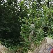 , 36 , 