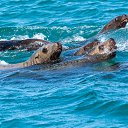 ���� �����, ����-��������� - ��������� 18 ���� 2024