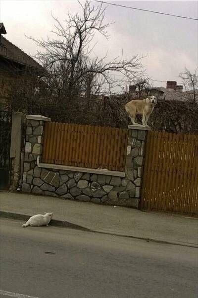     ,      )))