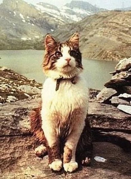:) Швейцарский кот-альпинист Томба.Среди пушистых мурлык есть свои герои. Один из них — ...