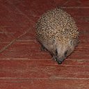  , -, 67  -  13  2024    