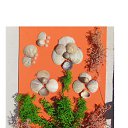 ���� Svetlozar, �����, 45 ��� - ��������� 1 ������� 2025 � ������ ����� �� ����