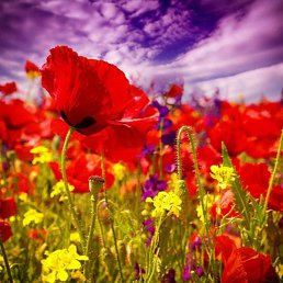 ���, ������, 43 ����