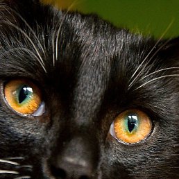 ������, �������, 55 ���